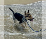 Small #1 Australian Cattle Dog Mix