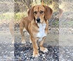 Small Photo #3 Basset Hound-Unknown Mix Puppy For Sale in Wetumpka, AL, USA