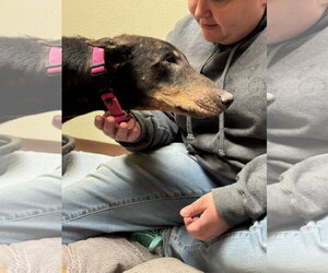 Nellie Adoption Pending! - Female Doberman Pinscher Dog for Adoption - Photo #13