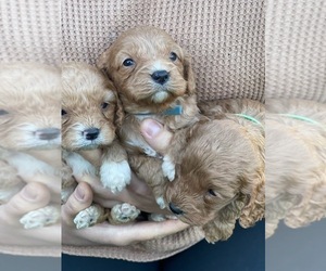 Cavapoo Puppy for sale in FERNDALE, WA, USA