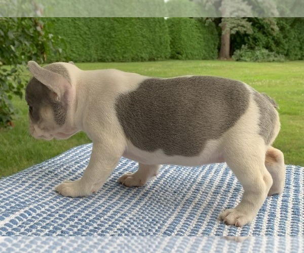 Medium Photo #25 French Bulldog Puppy For Sale in BREMEN, IN, USA