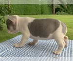Small #4 French Bulldog