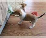Small Photo #5 Collie Puppy For Sale in NUNN, CO, USA