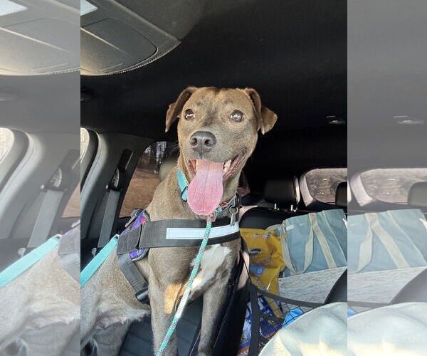 Medium Photo #1 American Pit Bull Terrier-Labrador Retriever Mix Puppy For Sale in Holly Springs, NC, USA