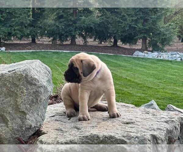 Medium Photo #6 Mastiff Puppy For Sale in ATWATER, CA, USA