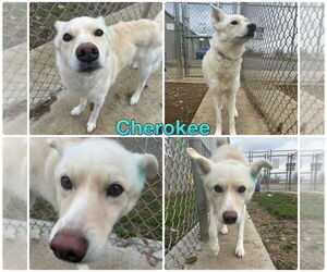 Retriever -Siberian Husky Mix Dogs for adoption in Pierceton , IN, USA