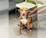 Small Catahoula Leopard Dog