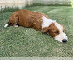 Small #2 Mutt