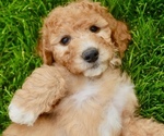Small Photo #19 Goldendoodle-Poodle (Miniature) Mix Puppy For Sale in SARATOGA SPRINGS, UT, USA