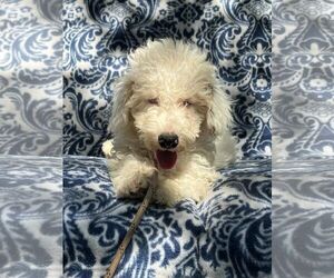 Poodle (Miniature) Dogs for adoption in HOPKINSVILLE/PRINCETON, KY, NH, USA