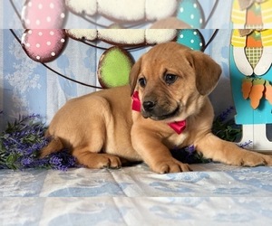 Pom-A-Pug Puppy for sale in LANCASTER, PA, USA