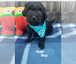 Puppy Supi Poodle (Toy)-Yorkshire Terrier Mix