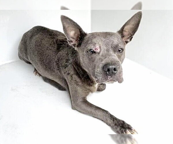 Medium Photo #1 Mutt Puppy For Sale in Houston, TX, USA