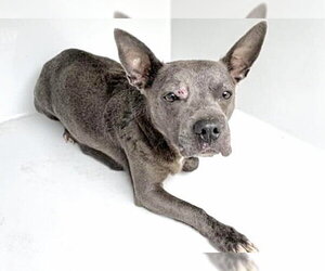 Mutt Dogs for adoption in Houston, TX, USA