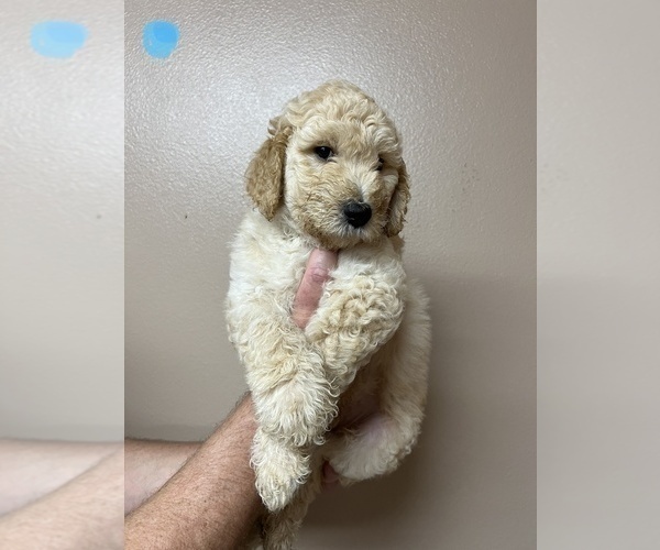 Medium Photo #1 Goldendoodle Puppy For Sale in MILTON, FL, USA