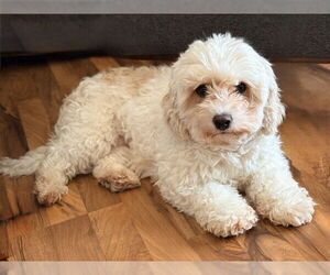 Cavachon Dogs for adoption in St. Louis Park, MN, USA