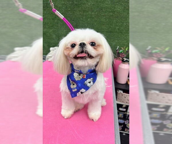 Medium Photo #3 Shih Tzu Puppy For Sale in Weston, FL, USA