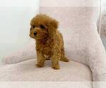 Small Photo #6 Poodle (Toy) Puppy For Sale in FULLERTON, CA, USA