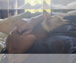 Small #7 French Bulldog Mix