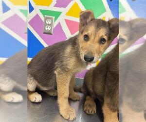 Gerberian Shepsky Dogs for adoption in Baytown, TX, USA