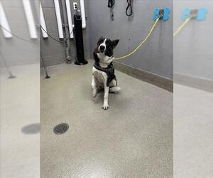 Siberian Husky-Unknown Mix Dogs for adoption in Las Vegas, NV, USA