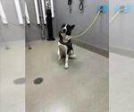 Small Siberian Husky Mix