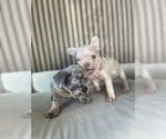 Small #2 French Bulldog