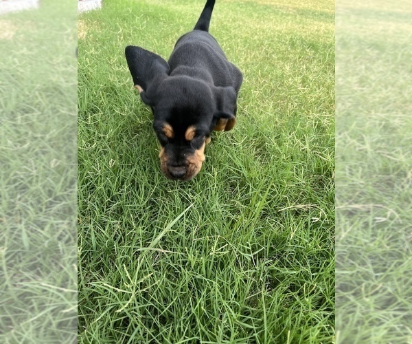 Medium Photo #5 Bloodhound Puppy For Sale in JOPLIN, MO, USA