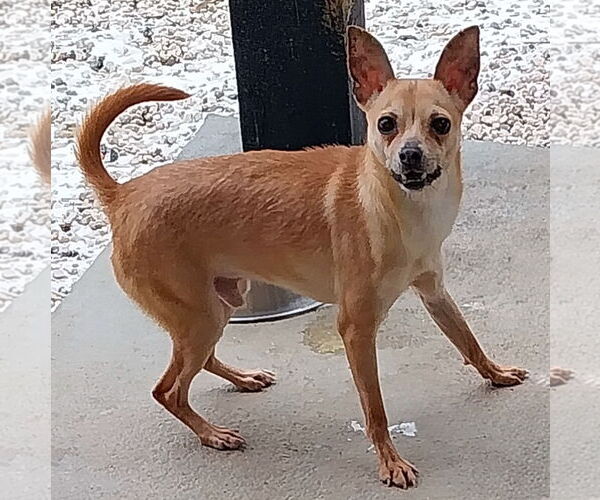 Medium Photo #1 Mutt Puppy For Sale in Staley, NC, USA