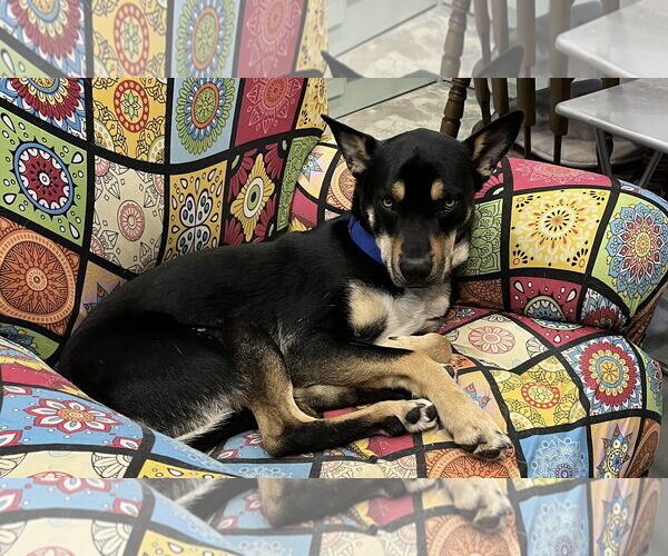 Medium Photo #13 Siberian Husky-Unknown Mix Puppy For Sale in Fort Worth, TX, USA