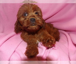 Medium Cavapoo