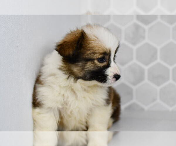 Medium Photo #51 Pembroke Welsh Corgi Puppy For Sale in MIDDLEBURY, IN, USA