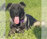 Small Akita-Anatolian Shepherd Mix