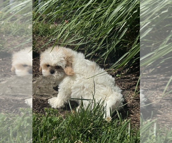 Medium Photo #3 Shih Tzu Puppy For Sale in CANOGA, NY, USA