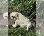 Small #2 Shih Tzu