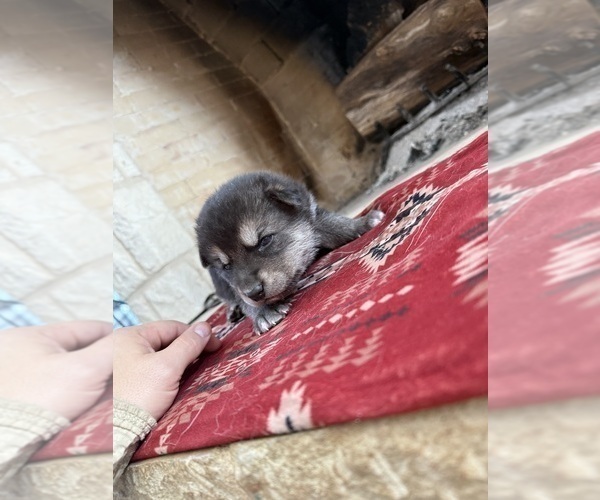 Medium Photo #15 German Shepherd Dog-Wolf Hybrid Mix Puppy For Sale in HAMILTON, TX, USA