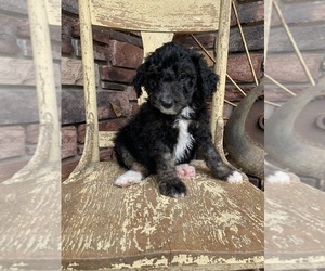 F2 Aussiedoodle Puppy for sale in MARSHFIELD, WI, USA
