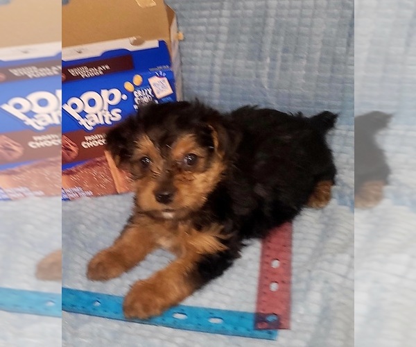 Medium Photo #148 Yorkshire Terrier Puppy For Sale in AKRON, OH, USA