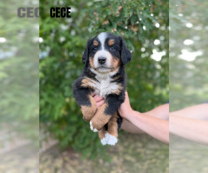 Bernese Mountain Dog Puppy for Sale in PLAINS, Montana USA