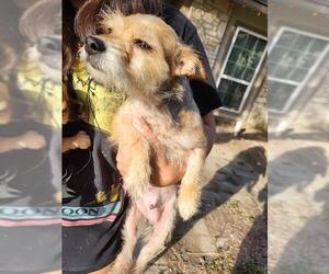 Mutt Dogs for adoption in San Antonio, TX, USA