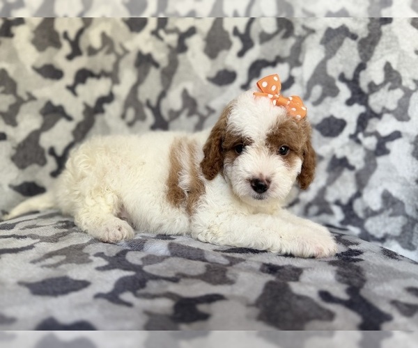 Medium Photo #1 Cavapoo Puppy For Sale in LAKELAND, FL, USA