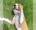 Small #3 American Staffordshire Terrier-Boxer Mix