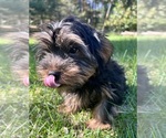 Small Photo #4 Yorkshire Terrier Puppy For Sale in DURHAM, CT, USA