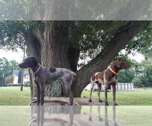 Mother of the German Shorthaired Pointer puppies born on 08/22/2020