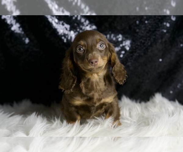Medium Photo #6 Dachshund Puppy For Sale in WARSAW, IN, USA