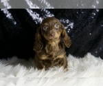 Small #5 Dachshund