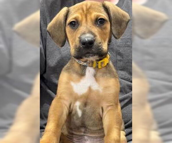 Medium Photo #2 Labbe Puppy For Sale in Princeton, MN, USA