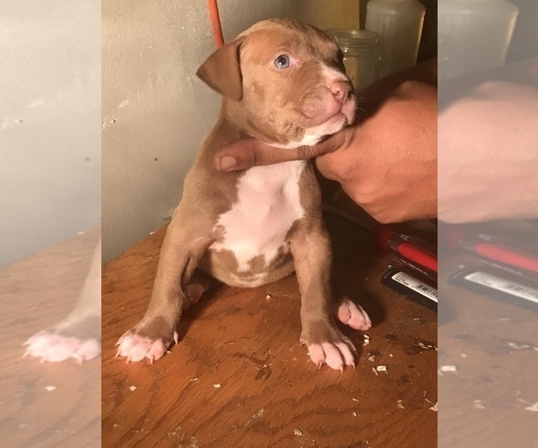 Medium Photo #12 American Bully Puppy For Sale in CO SPGS, CO, USA
