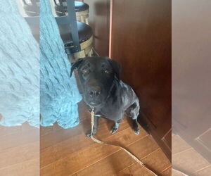 Labrador Retriever-Unknown Mix Dogs for adoption in New London, WI, USA