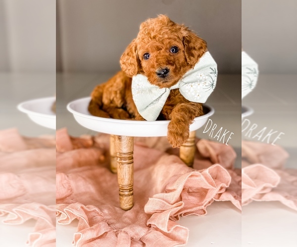 Medium Photo #5 Goldendoodle (Miniature) Puppy For Sale in ANDERSON DAM, ID, USA